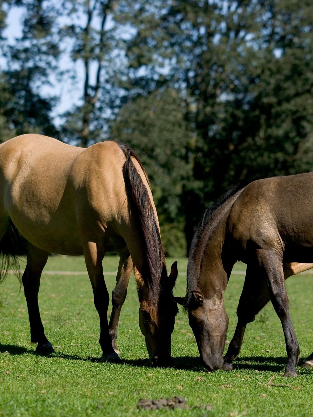 HorseMax Fiber uden alm. rajgræs